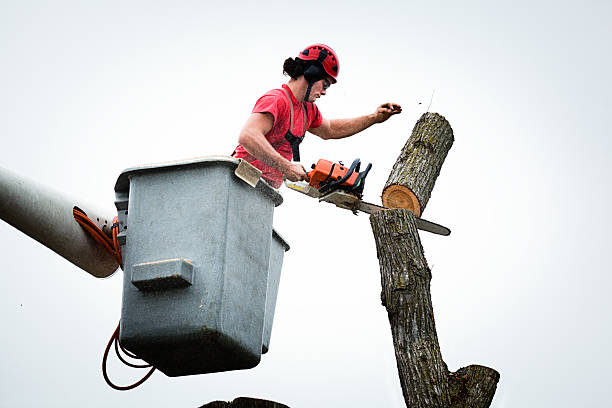 Best Emergency Tree Removal  in USA